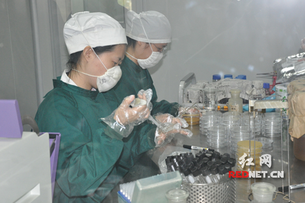 湖南出入境检验检疫局工作人员对进口奶粉微生物检测。